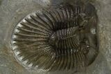 Pair Of Beautiful Scabriscutellum Trilobite - Multi-Toned Shell #310135-4